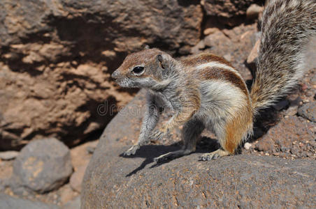 fuerteventura barbary地松鼠9