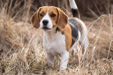 户外美丽的比格犬肖像