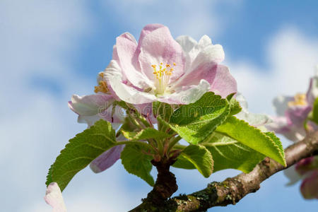 苹果花