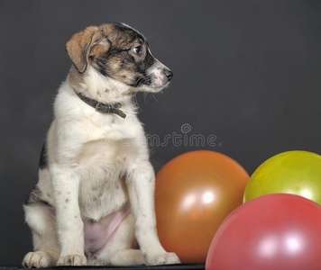 小狗和气球