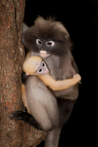 猴妈妈和她的孩子在树上猫眼草。