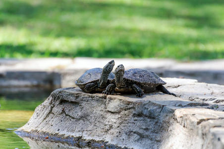 海龟二池塘边岩石上的两只海龟照片