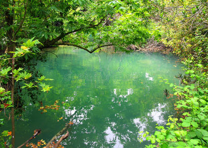 荒野 场景 环境 反射 美丽的 灌木丛 夏天 木材 伍兹