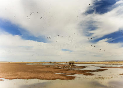 一只沙丘鹤群在白水上飞翔