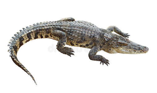 鳄鱼图片-鳄鱼素材-鳄鱼插画-摄图新视界