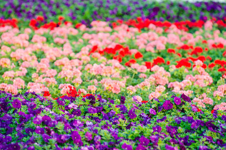 迪拜花园里五颜六色的矮牵牛花