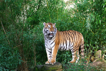 翘着腿的老虎图片