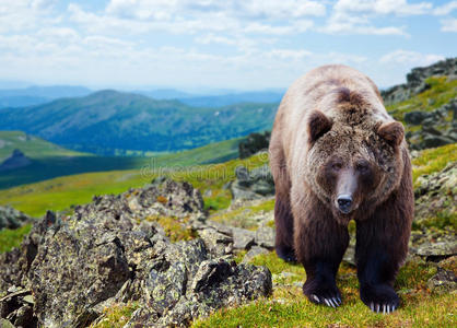 山里的棕熊
