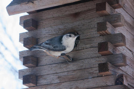 白胸小坚果sitta carolinensis