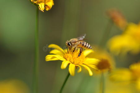 蜜蜂和万寿菊