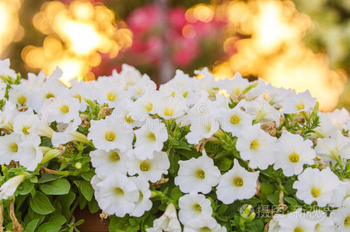 自然 迪拜 酋长 颜色 植物学 开花 庆祝 美女 花园 美丽的
