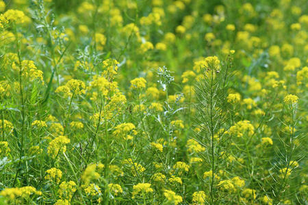 白灼芥蓝图片-白灼芥蓝素材-白灼芥蓝插画-摄图新视界
