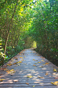 红树林木桥