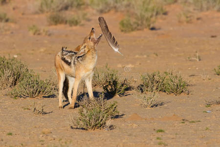 一只黑背豺狼在干沙漠玩大羽毛哈