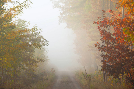 森林里的晨雾。 金秋。 薄雾般的清晨。