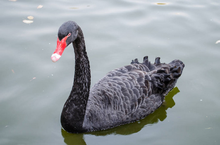 黑天鹅在池塘里游泳，看着相机。 特写镜头。
