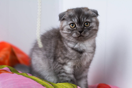 小猫苏格兰直松毛绒动物图片