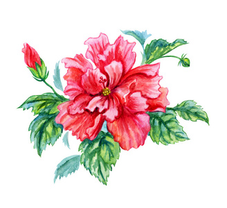 红色和粉红色芙蓉热带花水彩画在白色背景上与剪裁路径隔离。