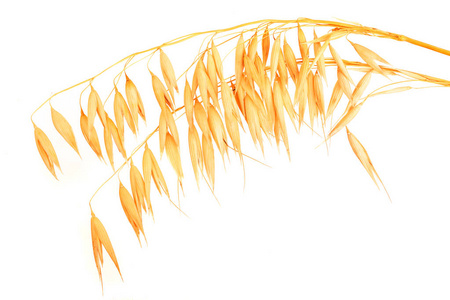 燕麦穗或耳朵被隔离在白色背景特写