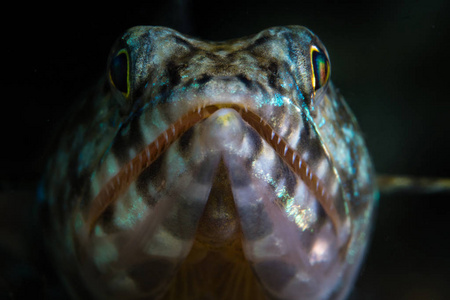 一种食肉蜥蜴。 在印度尼西亚的一个珊瑚礁上等待不小心的鱼游近。