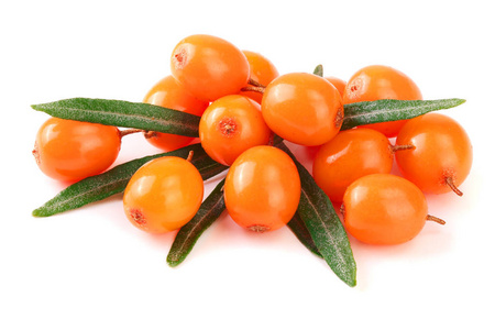 沙棘叶图片-沙棘叶素材-沙棘叶插画-摄图新视界