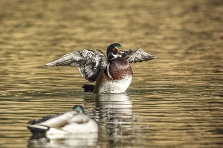 华盛顿斯波坎的加农山公园，一只木鸭子在水中拍打翅膀。