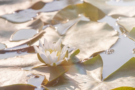 禅莲花在水面上图片