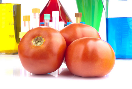 转基因生物成熟番茄和白色背景下的实验室玻璃器皿