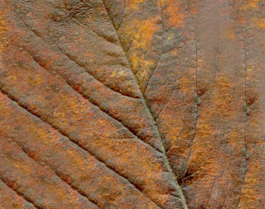 秋天五颜六色的树叶特写..秋褐色纹理老叶..褐色干叶背景..空的地方为文本。