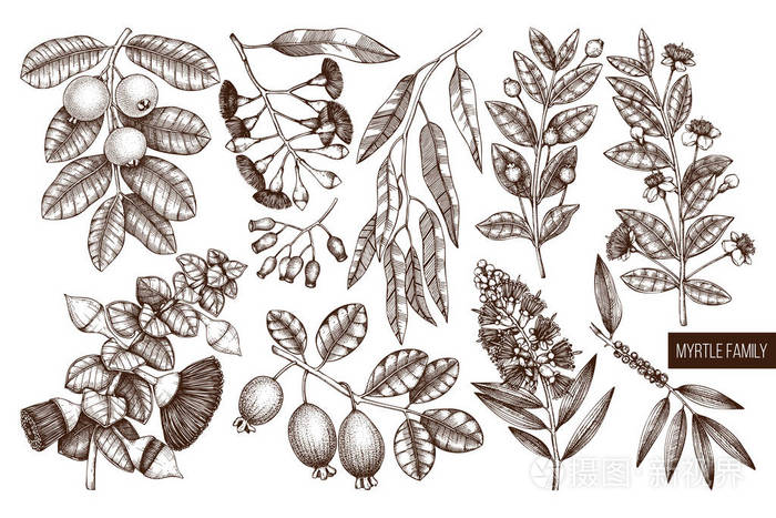 插画 矢量桃金娘家族植物设计. 手工绘制的花卉插图.
