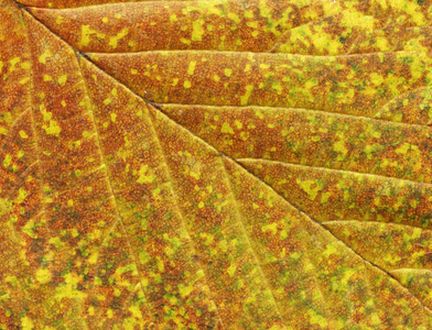 五颜六色的秋叶背景。 秋天干燥的叶子背景。
