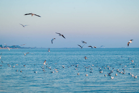 风景优美的日落景色,有选择的侧重点是海鸥的智慧照片