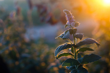 新鲜的灌木梅丽莎在阳光明媚的日子里生长在花园里 日落 自然壁纸 美丽的设计背景照片 正版商用图片0966oy 摄图新视界