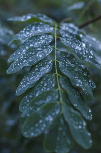 秋雨落在相思叶上图片