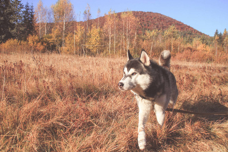 西伯利亚哈士奇前往乌克兰喀尔巴阡山脉。 山脉。 黑白狗可爱的哈士奇。