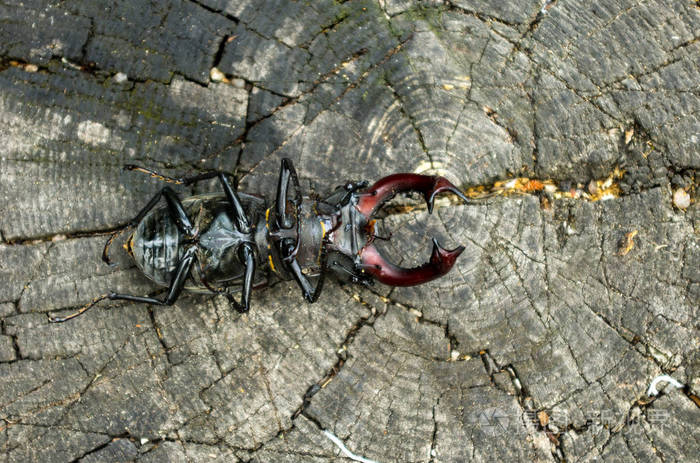 甲虫的反面倒甲虫甲虫是一只来自下面的鹿自然界中的昆虫