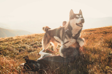 两个西伯利亚哈士奇旅行乌克兰喀尔巴阡山脉。 山脉。 黑白狗可爱的哈士奇。 两只狗的游戏。