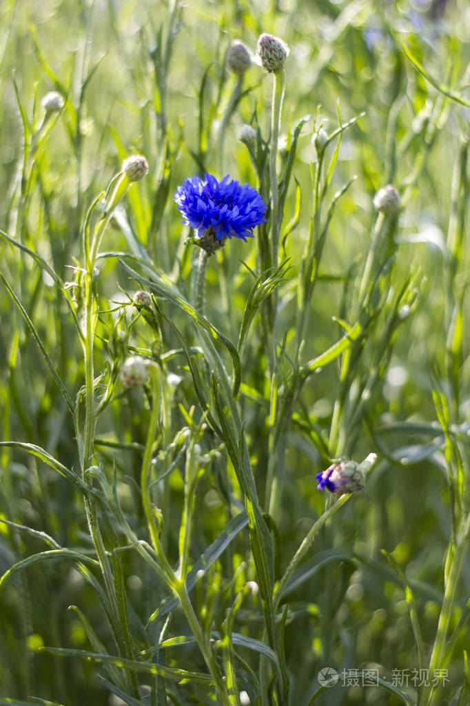 生长在田野上的美丽的矢车菊