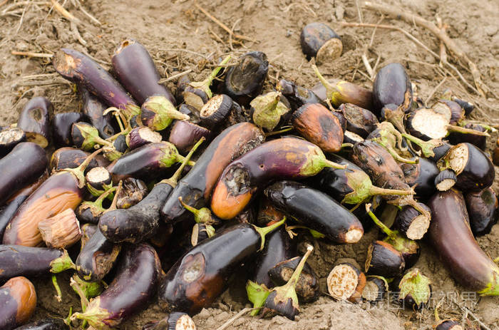 腐烂变质的茄子蔬菜躺在地里. 收获观念差. 生产废物厂病害.