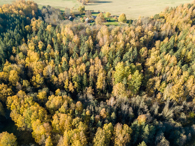 拉脱维亚秋色森林的鸟瞰。
