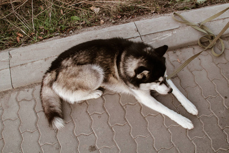 西伯利亚哈士奇躺下放松。 黑白狗可爱的哈士奇。