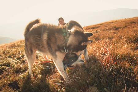 两个西伯利亚哈士奇旅行乌克兰喀尔巴阡山脉。 山脉。 黑白狗可爱的哈士奇。 两只狗的游戏。