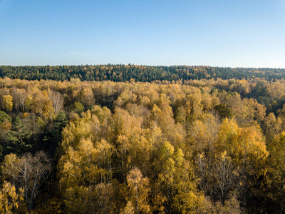 鸟瞰农村地区与森林在秋天与黄色秋天树在拉脱维亚。