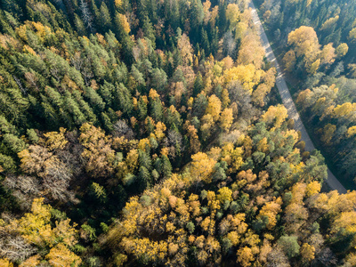 拉脱维亚秋季彩色森林农村砾石路的鸟瞰图。