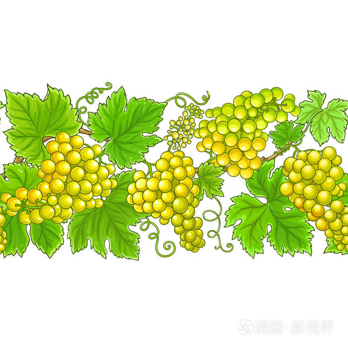 白色背景下的葡萄矢量水平图案