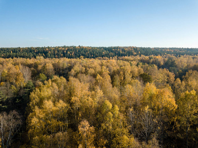 鸟瞰农村地区与森林在秋天与黄色秋天树在拉脱维亚。