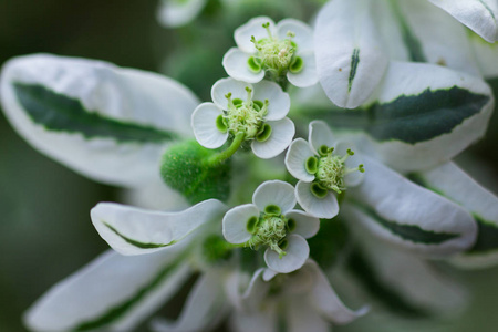 白色绿色花朵的特写