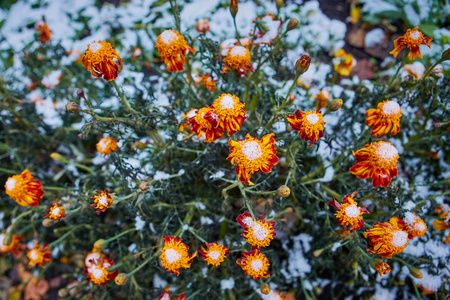 第一场雪落在橙色和黄色的花上。 花儿冻死了，因为第一次霜冻