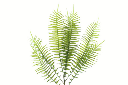 从上面看到美丽的绿色蕨类植物枝条孤立在白色极简主义概念上照片 正版商用图片13x192 摄图新视界