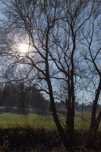 在11月秋天的风景中，当太阳照耀着慕尼黑和斯图加特附近的蓝天时，树上的树枝和浆果在它们身上。